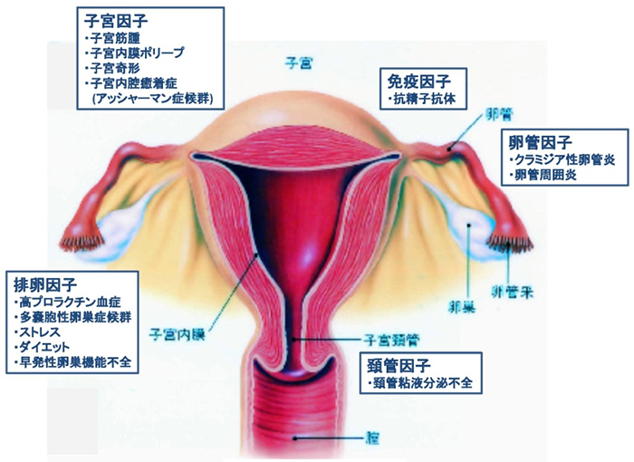 女性生殖器